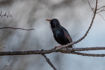 European or Common Starling perching on tree branch.
