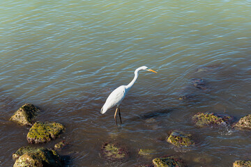 Great white heron standing on a sea rock targeting the fish to catch.