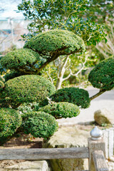 Green pine trees in a Zen garden