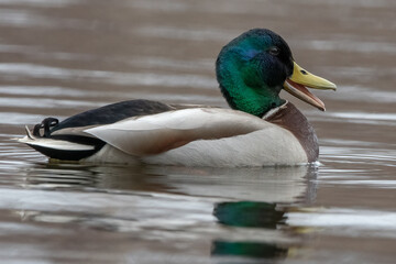 Close-up of Mallard duck drake.