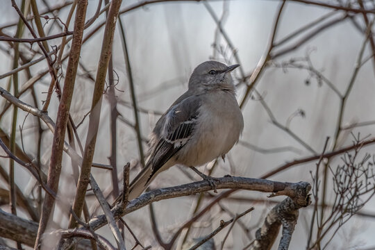 Northern Mockingbird on tree branch.