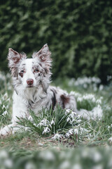 Border collie puppy in snowdrops