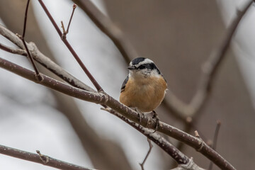 Red-breasted nuthatch on tree branch.