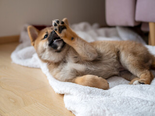 Portrait of cute Shiba Inu small dog, puppy, Close up. Dogecoin. Red-haired Japanese dog smile portrait. Illuminating color, cryptocurrency, electronic money. High quality photo