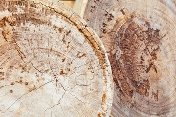 Hard teak wood stump sections with cracks, annual rings and textured surface - blanks for tables...