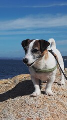 Naklejka na ściany i meble dog on the beach, jack russell terrier