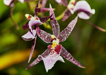 Close up of a Intergeneric Orchid Flower