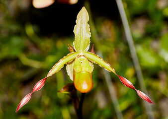 Close up of a Phragmipedium Orchid Flower