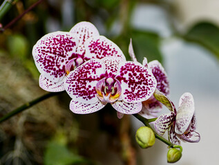 Close up of a Pink and White Spotted Moth Orchid Flower