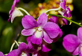 Close up of a Pink Dendrobium Orchid Flower