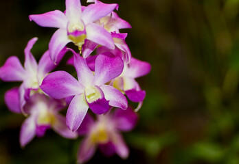 Fototapeta na wymiar Close up of a Pink Mini Dendrobiuim Orchid Flower