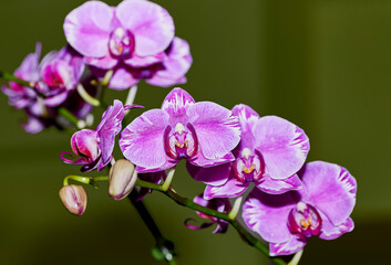 Fototapeta na wymiar Close up of a Purple Moth Orchid Flower