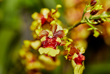 Close up of a Small Brown and Yellow Orchid Flower