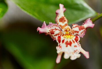 Close up of a White and Brown Orchid Flower