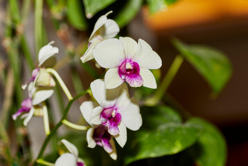 Close up of a White and Pink Dendrobium Orchid Flower