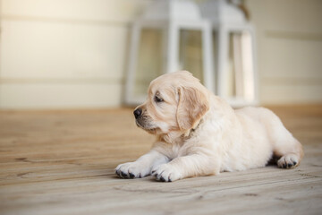 sweet puppy golden retriever. Cute dog at home - obrazy, fototapety, plakaty