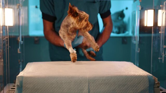 A small brown dog being put into a glass oxygen chamber in a veterinary clinic. The dog in the box looks a tiny bit scared. The dog is being put into the camber by the doctor.