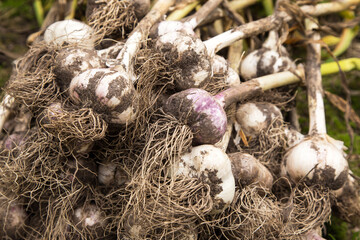 Garlic. Bunch of fresh raw dirty organic garlic harvest with roots in garden close up macro
