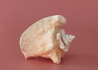 Nautilus shell of sea  isolate on pink background.