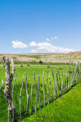 Fototapeta premium The Horse