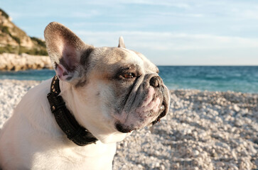 Portrait of a white french bulldog on sea background.