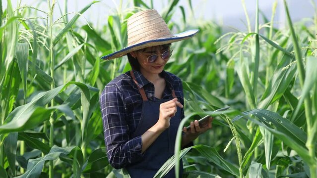  Asian farmer business woman using tablet in corn field, Agricultural business concept. 