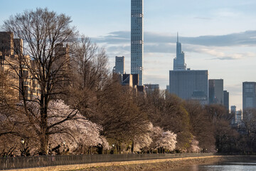Flowering trees in Central park of Manhattan. Sakura flowering in parks of the USA