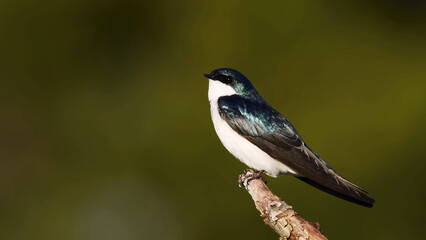 Beautiful Kaibab Tree Swallow Shining In Sunlight