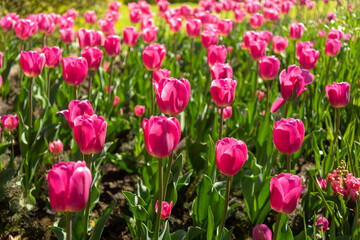Tulip flowers are growing in public park. Alley of spring flowers in natural park.