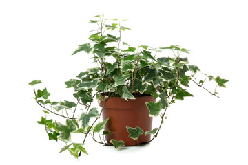 Green houseplant on white background