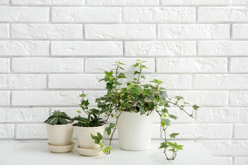 Green houseplants on table near white brick wall