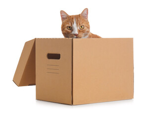 Funny cat in cardboard box on white background