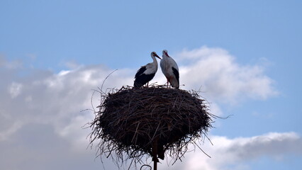 Storks building a nest on a light pole in the spring sky.