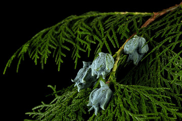 Branch of thuja, isolated on black background