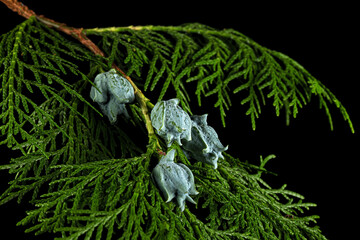 Branch of thuja, isolated on black background