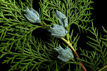 Branch of thuja, isolated on black background