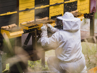 Beekeeper in a protective suit with a hat and veil, surrounded by a honey bee swarm, checking the hive entrances