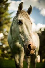 caballo al aire libre retozando