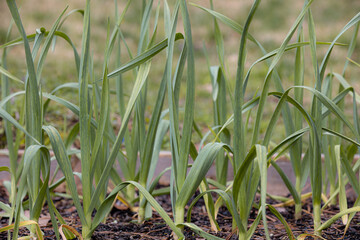 Obraz premium garlic