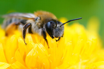 Natural colorful close-up on a female Grey-gastered mining bee, Andrena tibialis in a yellow dandelion flower