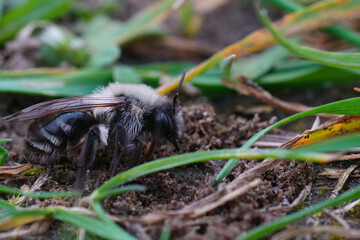 Closeup on a female grey-mining bee, Andrena vaga, sitting on the ground between the grass