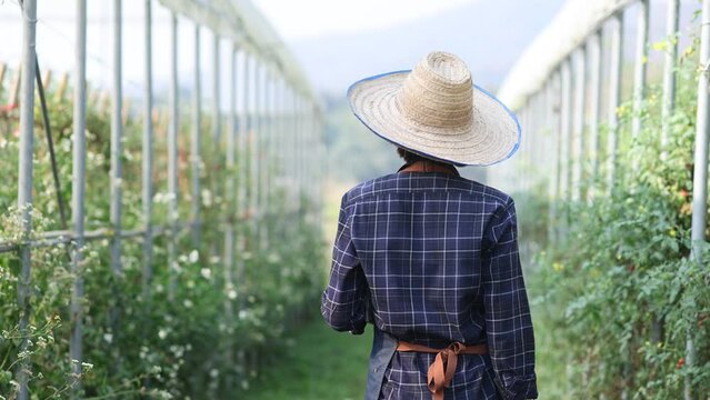 Farmer in a field of corn, Asian farmer woman standing in vegetable garden at greenhouse.