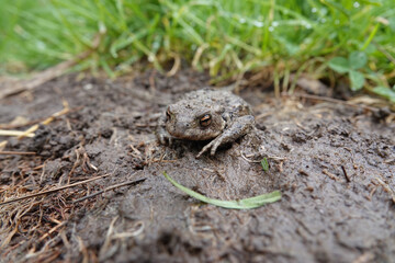 Closeup on a female European common toad, Bufo bufo sitting on the ground and grass in the garden