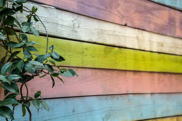 Colored wooden boards and vines on them