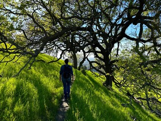 Hiker under oaks in field