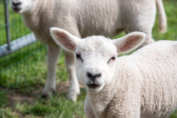 close up A small lamb in a pasture of sheep looking curious at the camera