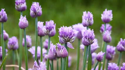 Beautiful Chives Flowers 