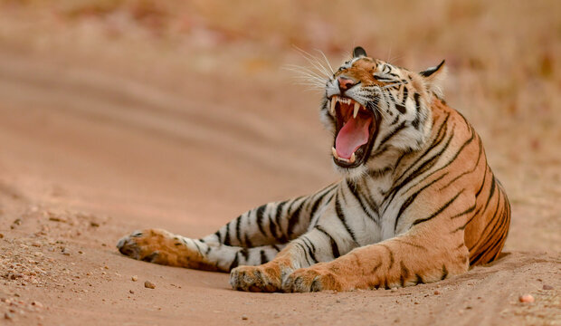 Tiger yawning outdoor