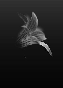 Grayscale photo of lily flower