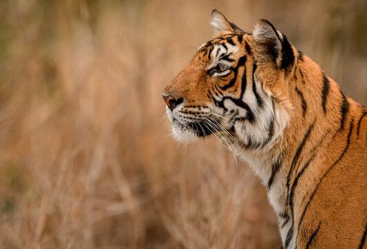 Portrait of tiger